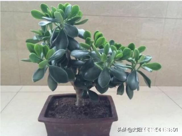 玉树扦插一个多月叶子还是软软的，还没有服盆是怎么回事