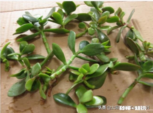 玉树扦插一个多月叶子还是软软的，还没有服盆是怎么回事