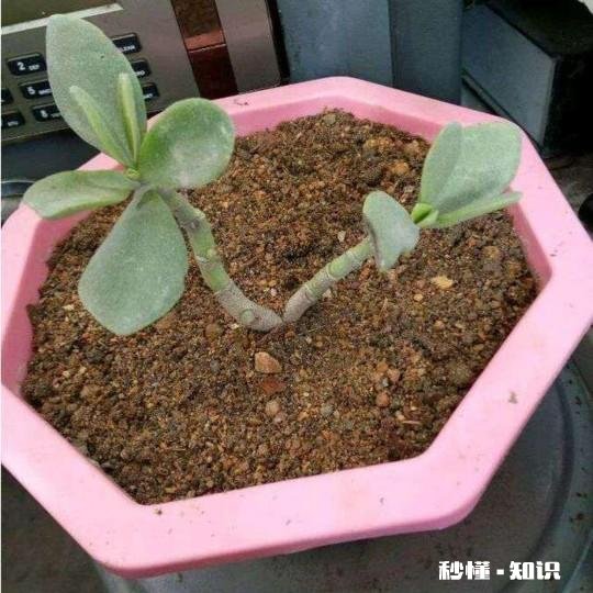 玉树扦插一个多月叶子还是软软的，还没有服盆是怎么回事