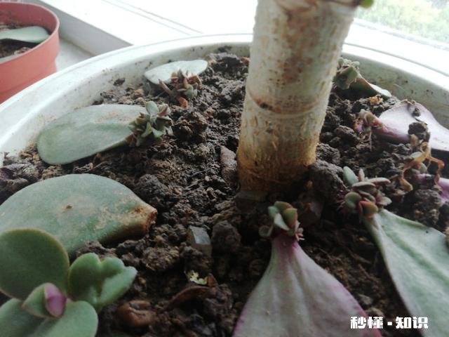 玉树扦插一个多月叶子还是软软的，还没有服盆是怎么回事