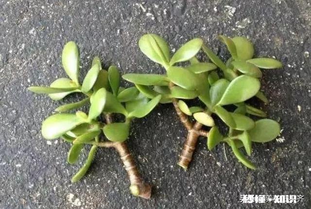 玉树扦插一个多月叶子还是软软的，还没有服盆是怎么回事