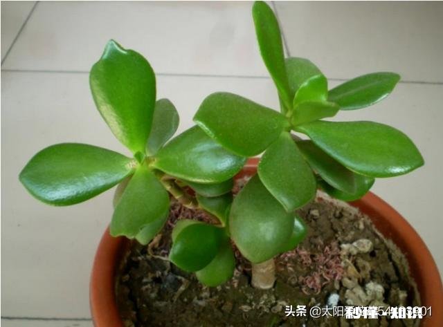 玉树扦插一个多月叶子还是软软的，还没有服盆是怎么回事