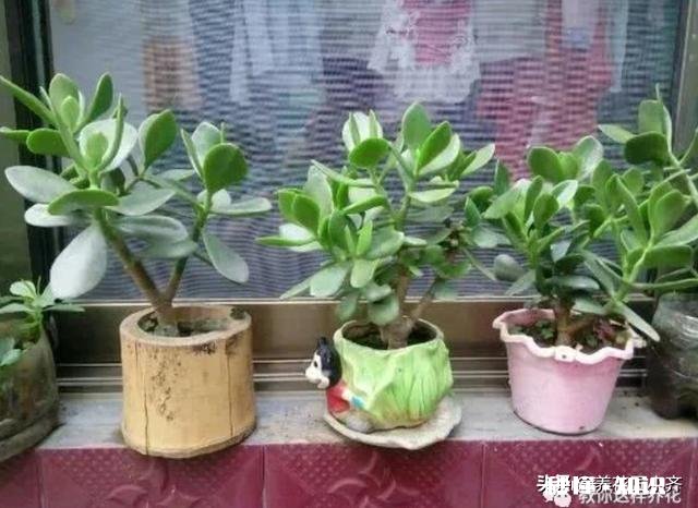 玉树扦插一个多月叶子还是软软的，还没有服盆是怎么回事