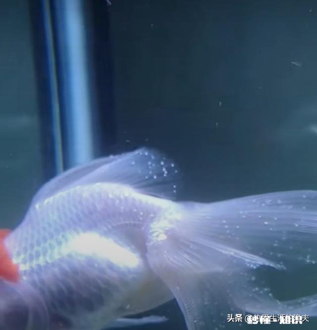 金鱼白点病会短期反复吗