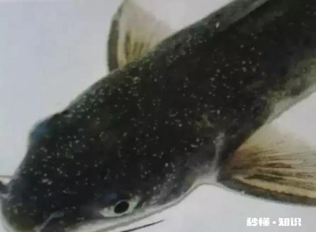 金鱼白点病会短期反复吗