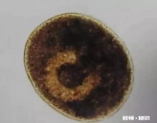 金鱼白点病会短期反复吗