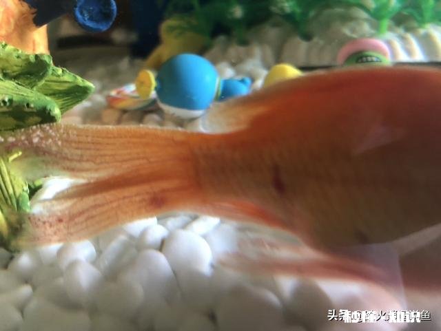 金鱼白点病会短期反复吗