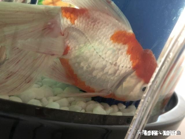 金鱼白点病会短期反复吗