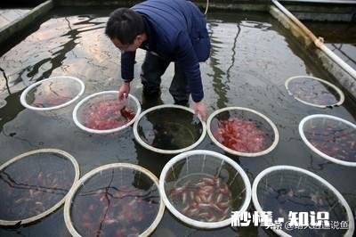 金鱼白点病会短期反复吗