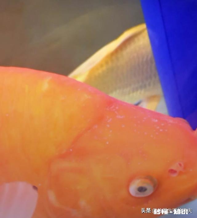 金鱼白点病会短期反复吗