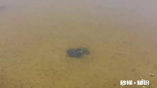 金鱼白点病会短期反复吗