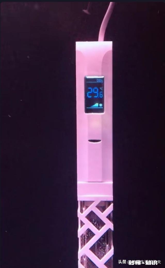 金鱼白点病会短期反复吗