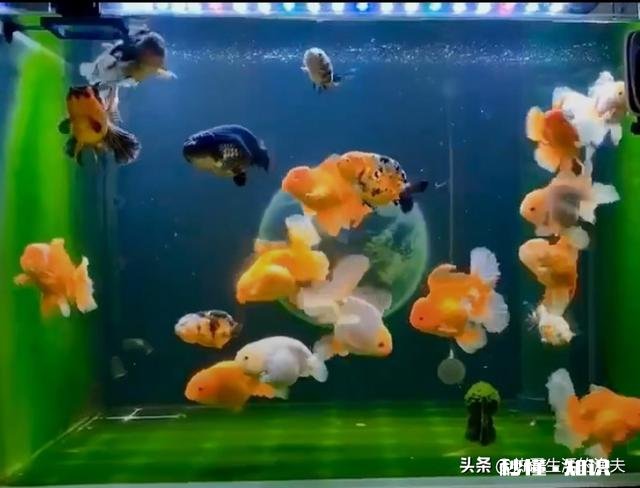 金鱼白点病会短期反复吗