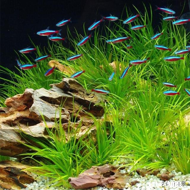 金鱼白点病会短期反复吗