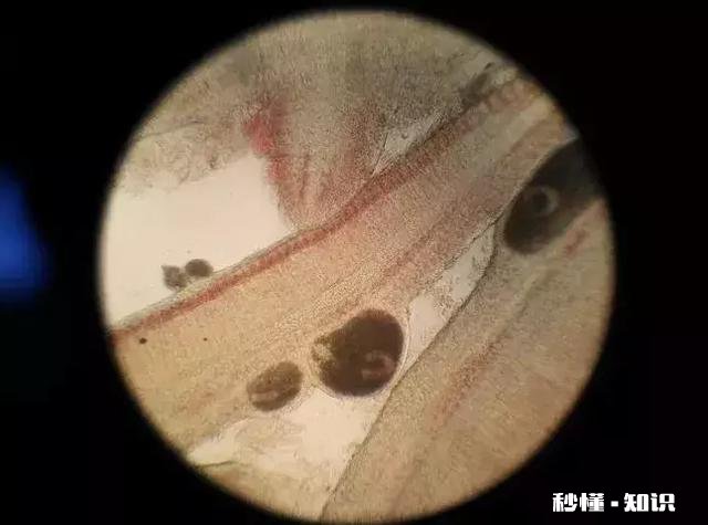 金鱼白点病会短期反复吗