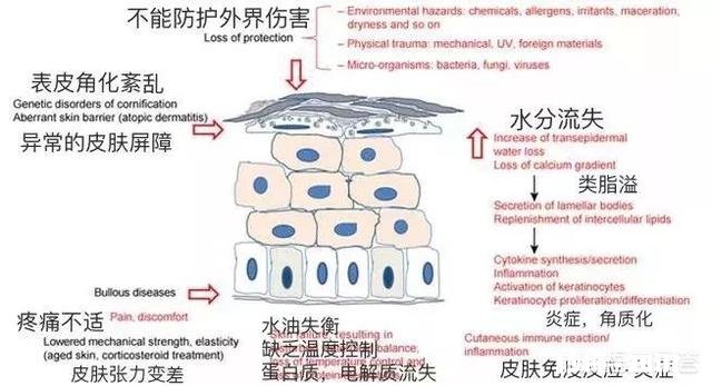 对于敏感肌肤，大家用什么护肤品进行修护的呢