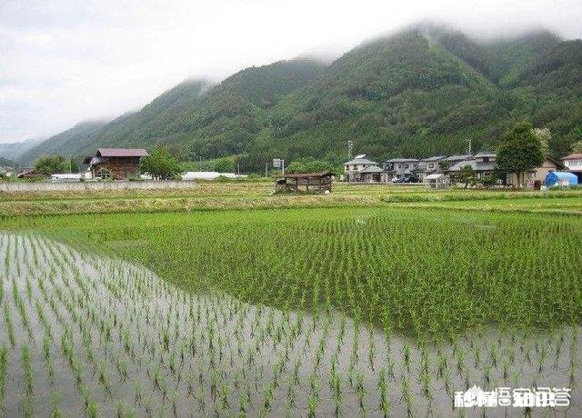村里人都说五一还花钱旅游简直是浪费钱,大家还不如去农村体验干农活呢,大家觉得呢