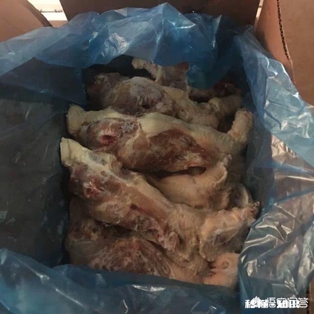 活动物喂猎犬好吗