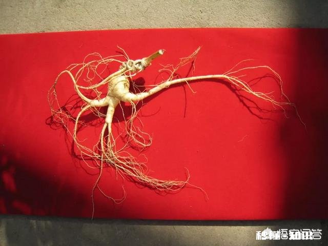 人参摘下来后再放到土里还能活吗