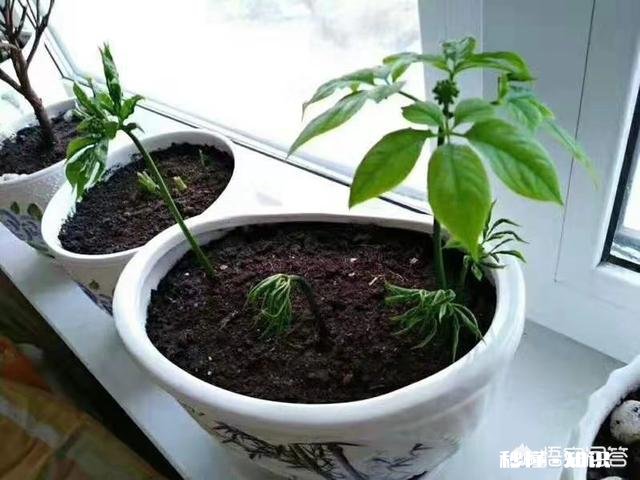 人参摘下来后再放到土里还能活吗