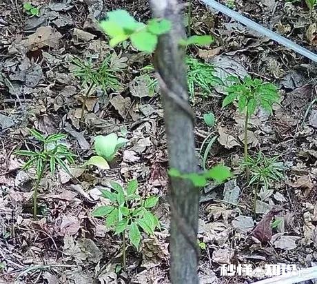 人参摘下来后再放到土里还能活吗