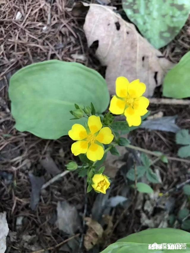 人参摘下来后再放到土里还能活吗