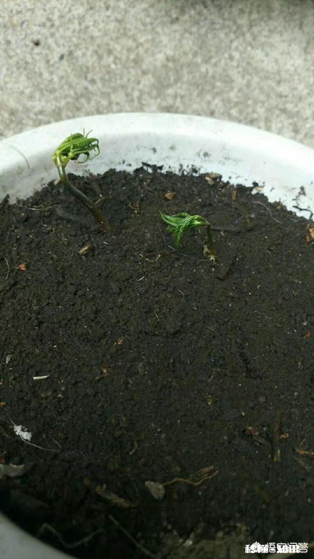 人参摘下来后再放到土里还能活吗