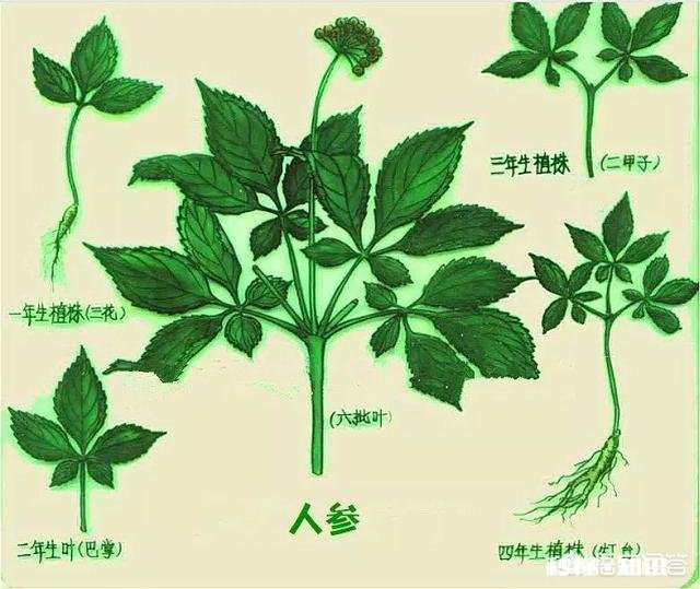 人参摘下来后再放到土里还能活吗