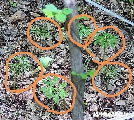 人参摘下来后再放到土里还能活吗