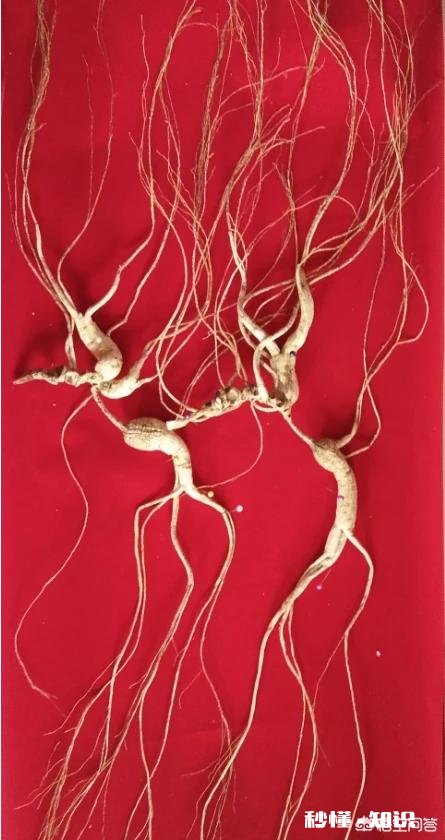 人参摘下来后再放到土里还能活吗