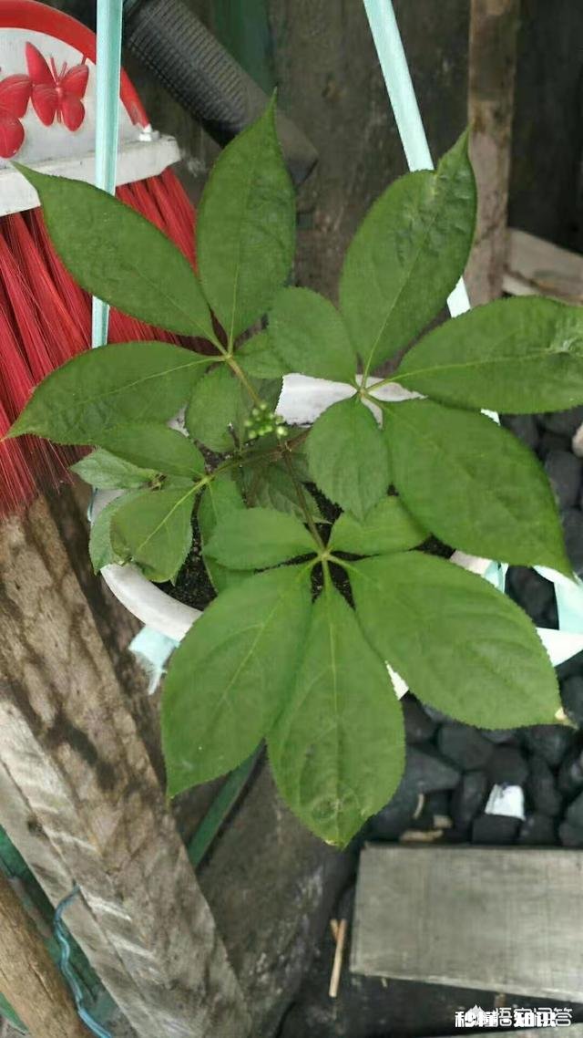 人参摘下来后再放到土里还能活吗