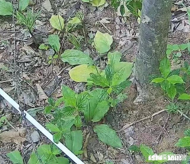 人参摘下来后再放到土里还能活吗