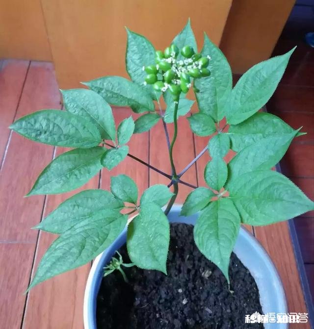 人参摘下来后再放到土里还能活吗