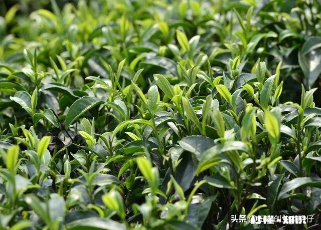 今年头春茶已进入采摘期，疫情对今年茶叶有什么影响