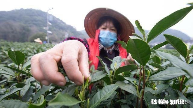今年头春茶已进入采摘期，疫情对今年茶叶有什么影响