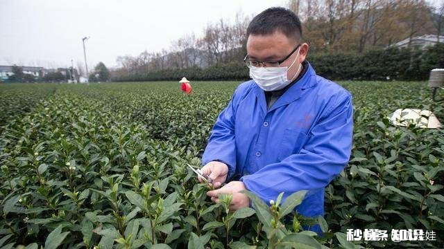 今年头春茶已进入采摘期，疫情对今年茶叶有什么影响