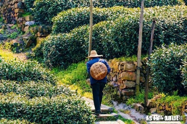 今年头春茶已进入采摘期，疫情对今年茶叶有什么影响