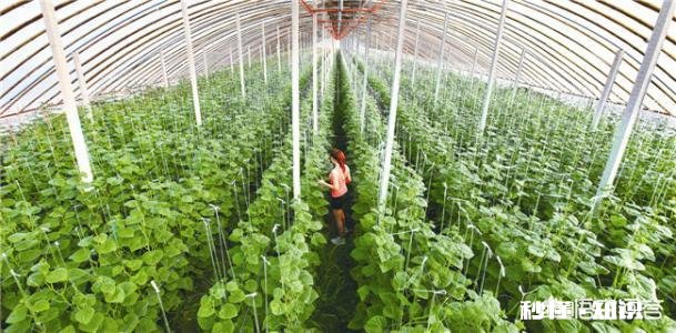 今年有些地区农产品滞销，种植户说不赚钱，商家说赔钱，顾客说贵问题出在哪里