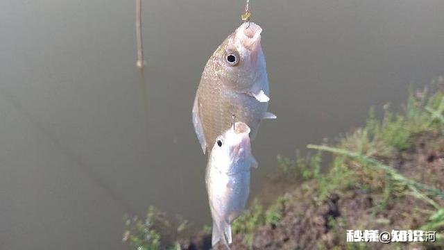 钓鱼直播，看漂用什么设备