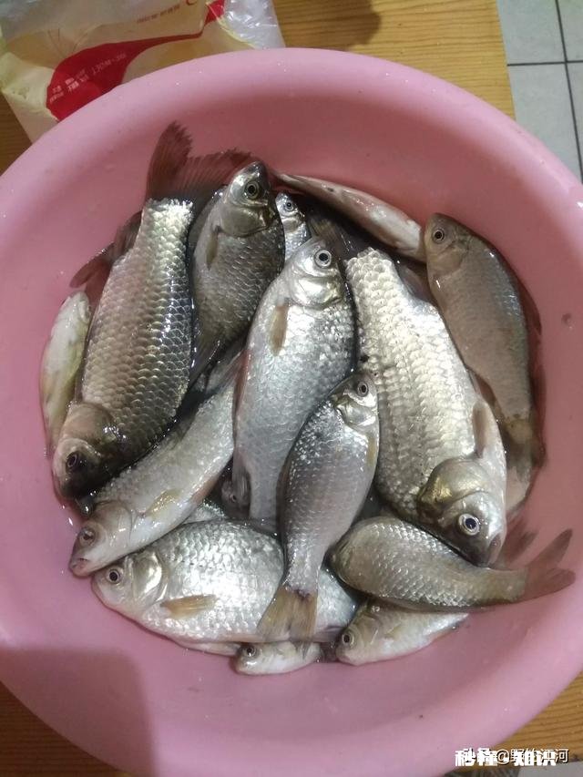 钓鱼直播，看漂用什么设备