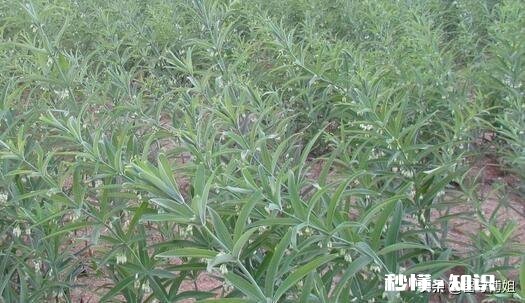 请问各位大侠，种植中药材滇黄精，用什么方法除草或控制住杂草丛生