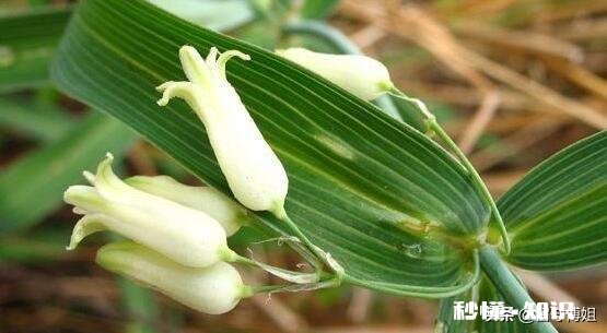 请问各位大侠，种植中药材滇黄精，用什么方法除草或控制住杂草丛生