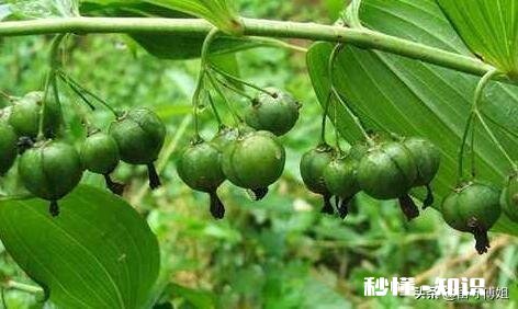 请问各位大侠，种植中药材滇黄精，用什么方法除草或控制住杂草丛生