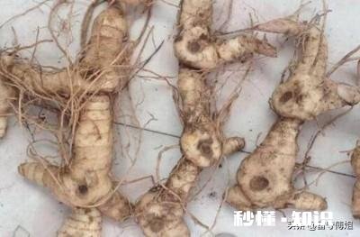 请问各位大侠，种植中药材滇黄精，用什么方法除草或控制住杂草丛生