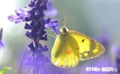 潜水是不是能治疗心理疾病