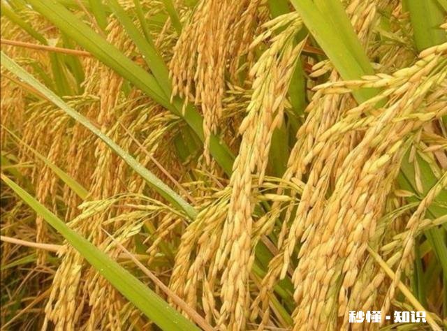 大肥田怎样插秧才能丰收