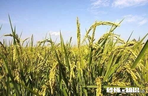 大肥田怎样插秧才能丰收