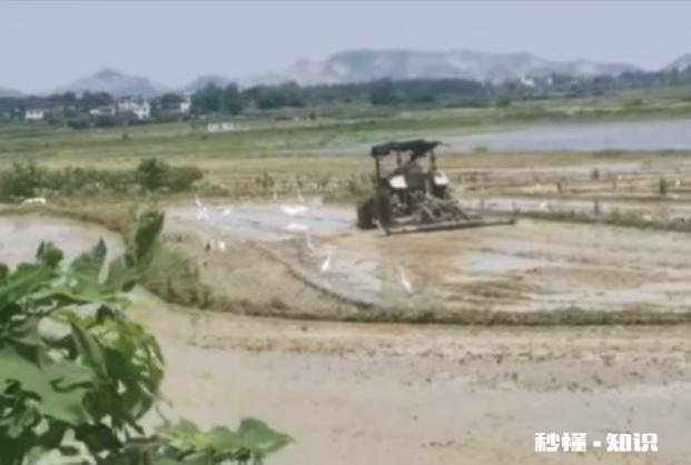 大肥田怎样插秧才能丰收