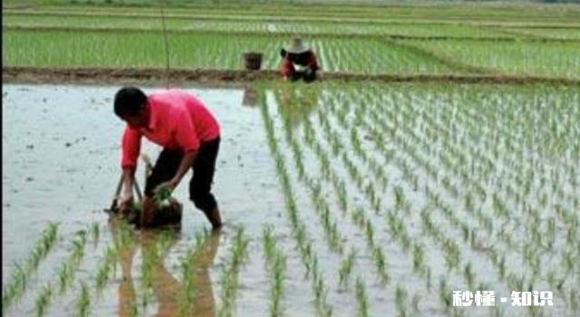 大肥田怎样插秧才能丰收