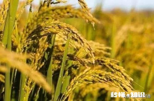 大肥田怎样插秧才能丰收